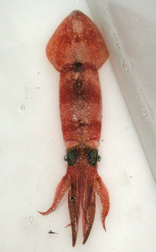 Olihně evropské (Loligo subulata)