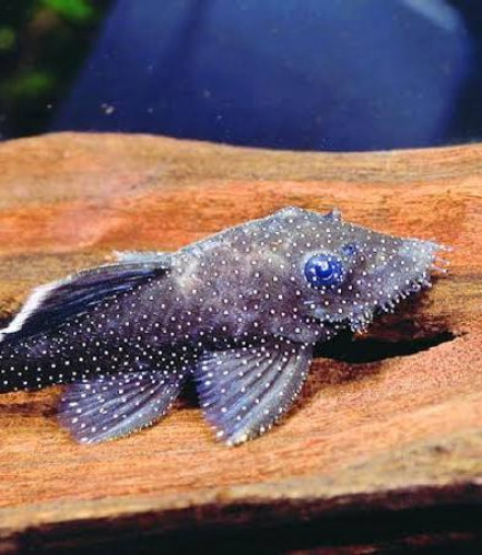 Akvárium - Ancistrus